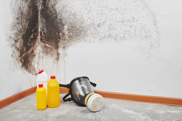 Best Crawl Space Mold Removal  in Jasper, TN